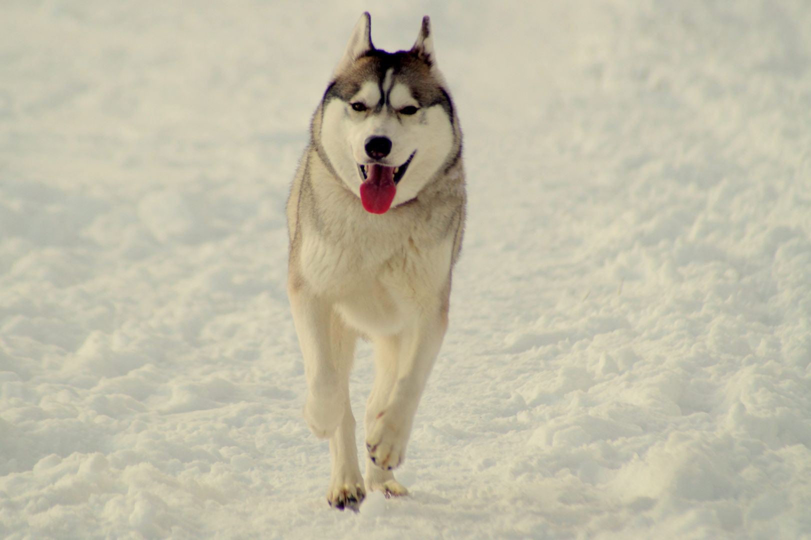 Aliya trabt im Schnee