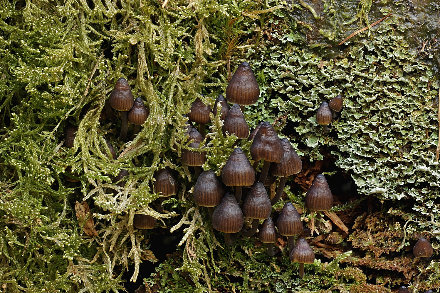 Alkalischer Helmling und Finger-Becherflechte im Frühling