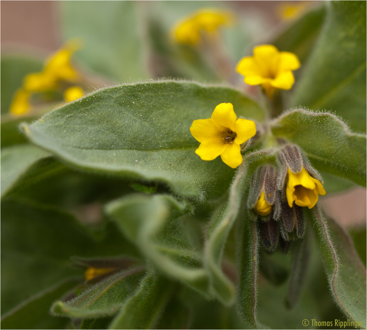 Alkanna Foto & Bild pflanzen, pilze & flechten, blüten