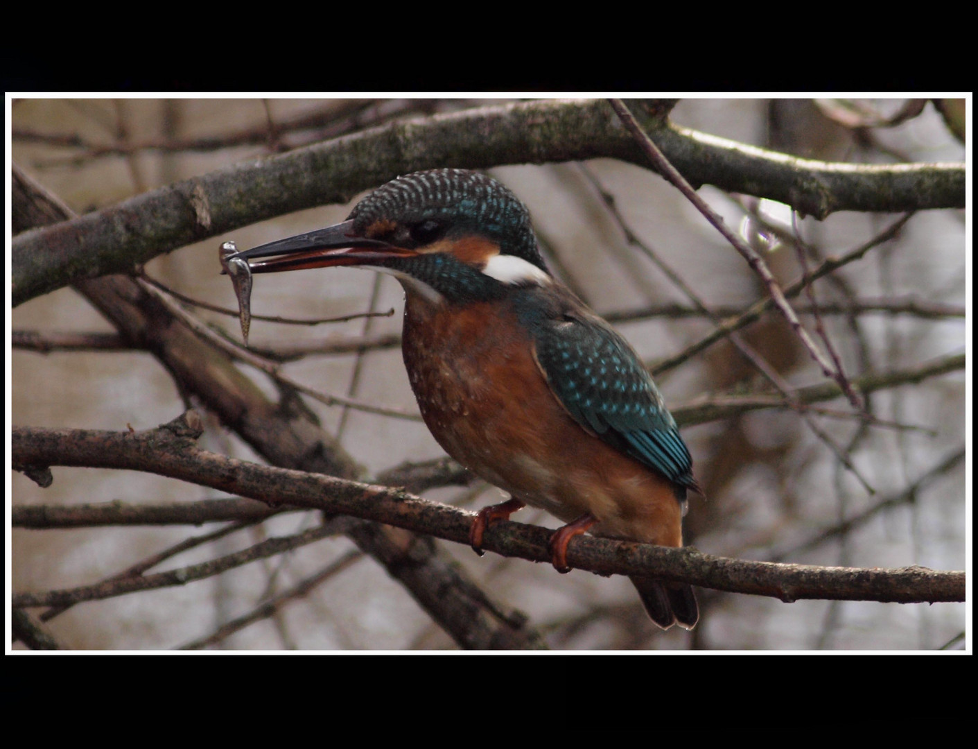 Alkyoni  (Alcedo atthis) common kingfisher