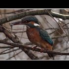 Alkyoni  (Alcedo atthis) common kingfisher