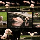 All about flamingos