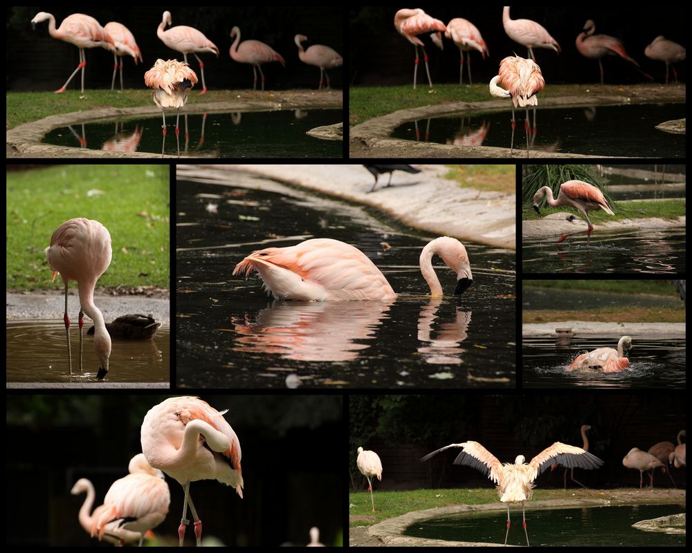 All about flamingos