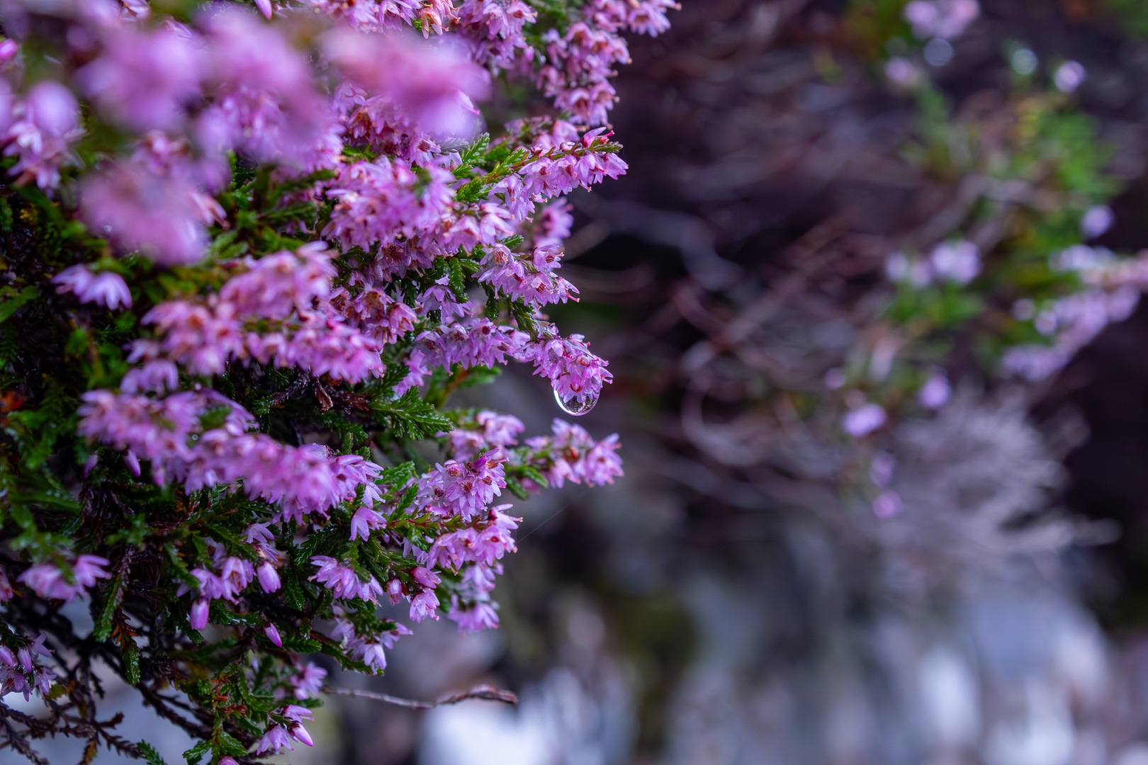 all around the bloomin' heather