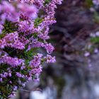 all around the bloomin' heather