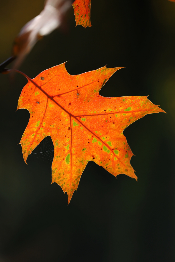 All Autumn Colors in one Leaf