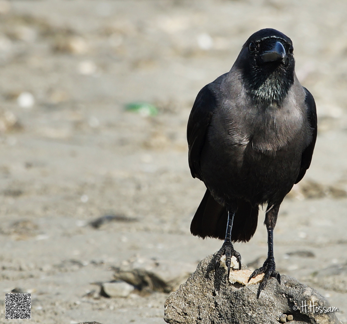 All Black King !!