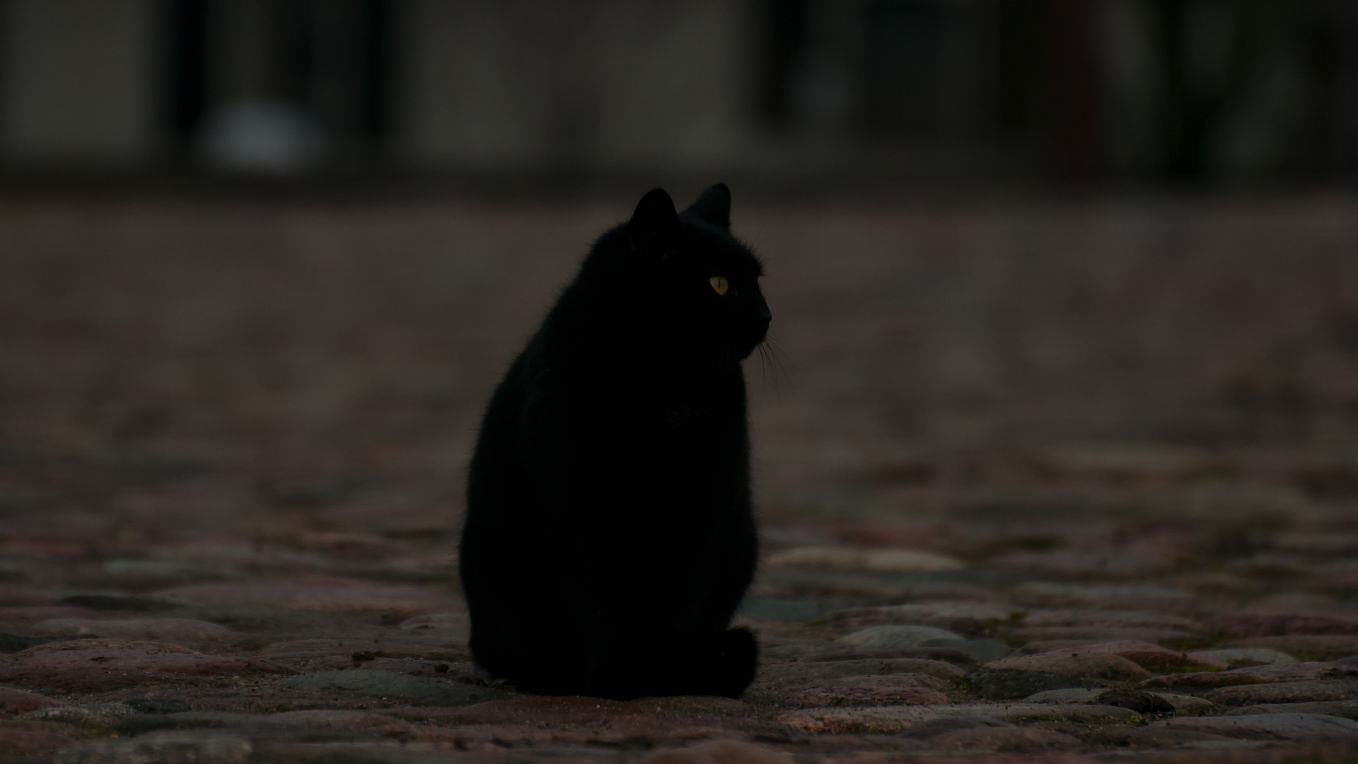 All Cats Are Black In The Dark