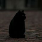 All Cats Are Black In The Dark