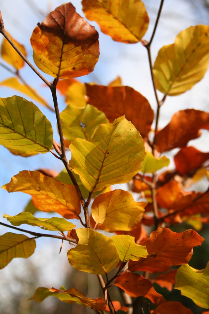 all colors of autumn leaves