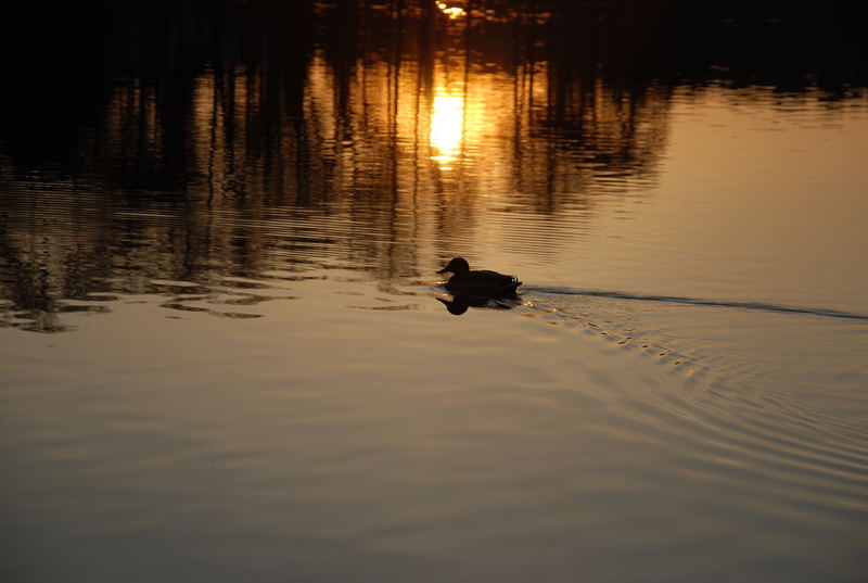 All ducklings go to bed