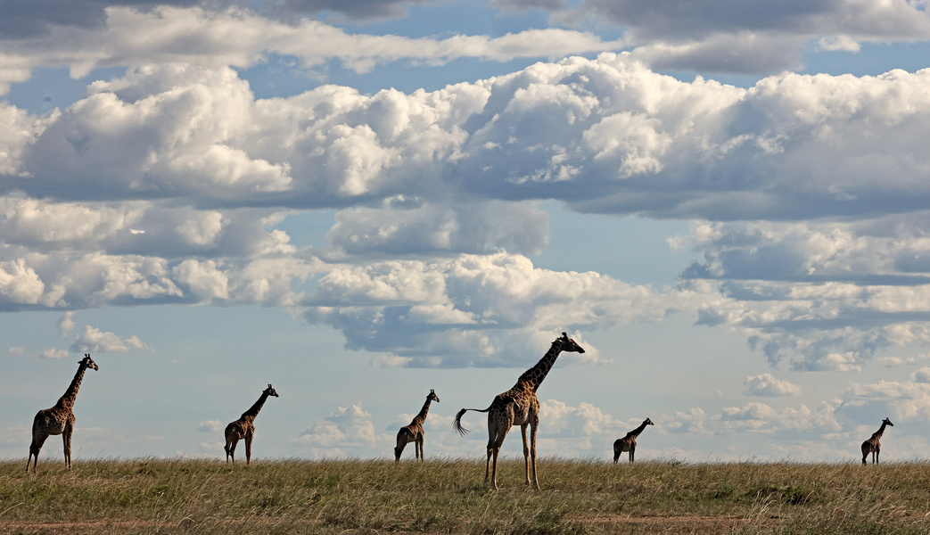 All giraffes look to the right