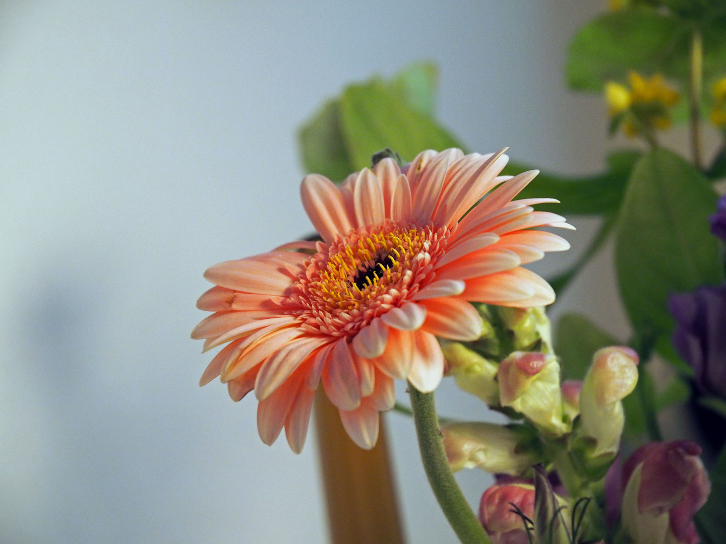 All meinen buddies liebe grüsse und ich schicke euch diese schöne gerbera