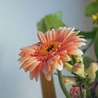 All meinen buddies liebe grüsse und ich schicke euch diese schöne gerbera