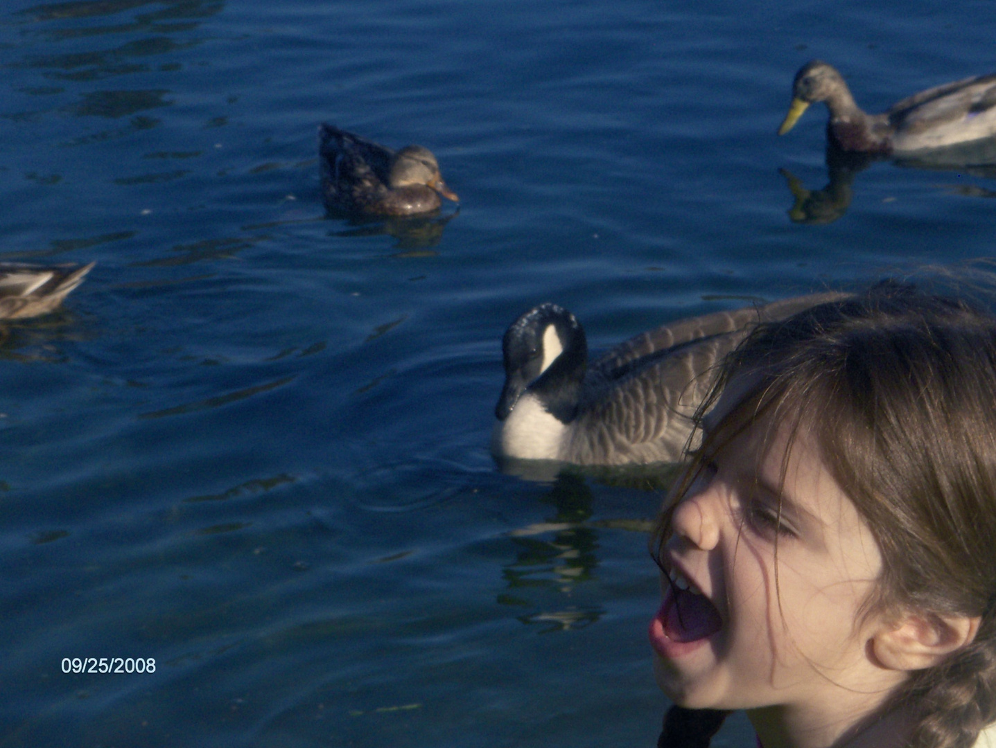 all the ducks are swimming in the water