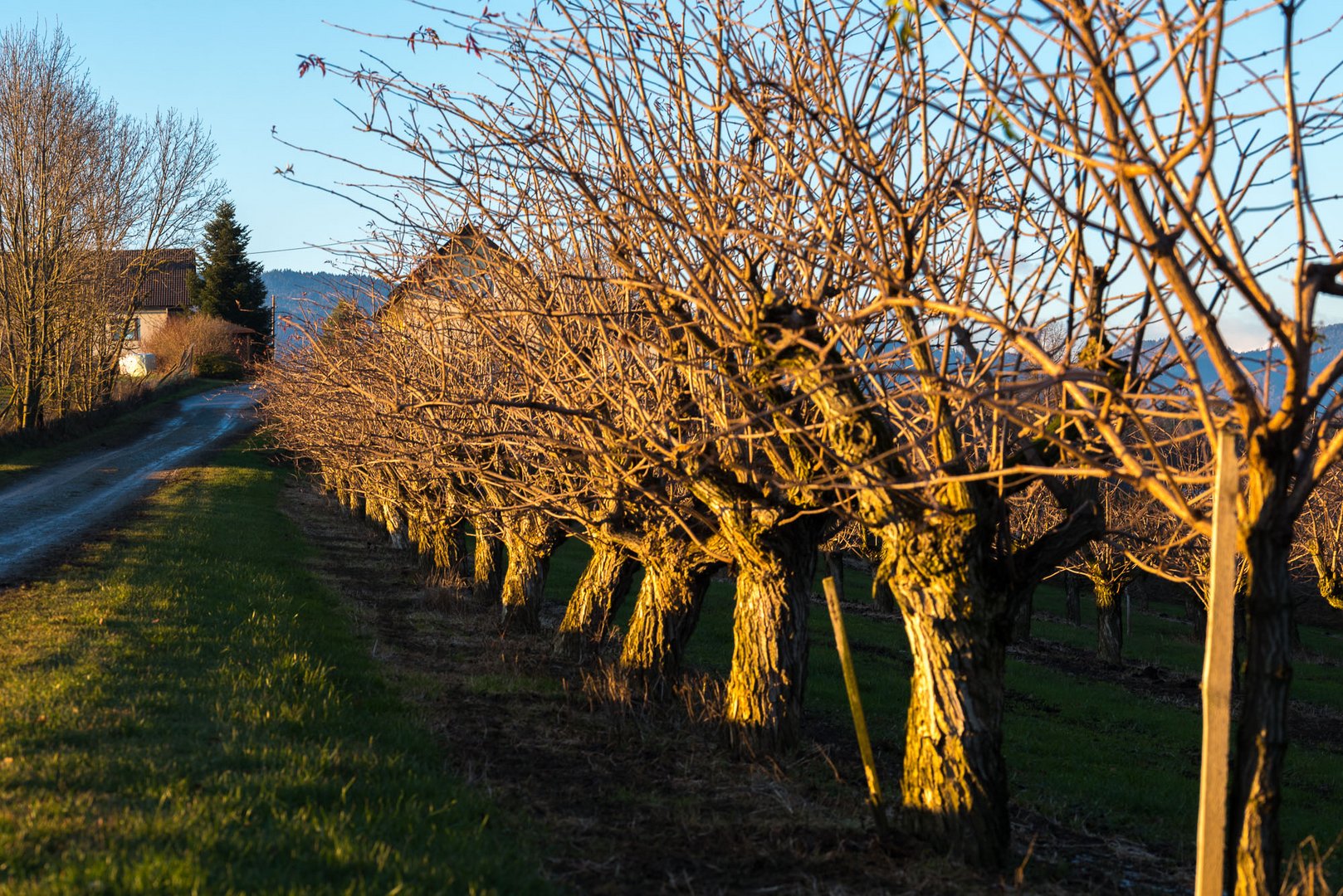 All trees arranged neatly in rows 