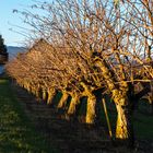 All trees arranged neatly in rows 