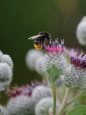 All you can eat - Distel Edition