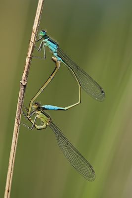 All You Need Is Love