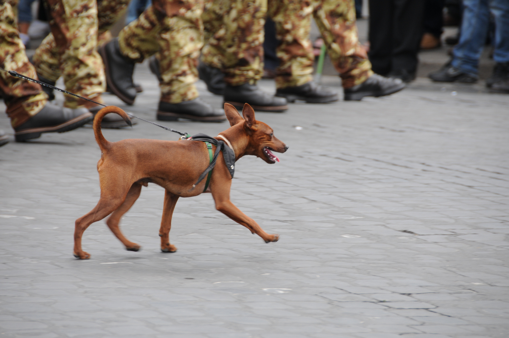 Alla parata un cane fedele