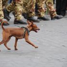 Alla parata un cane fedele