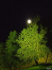 alla ricerca della luna