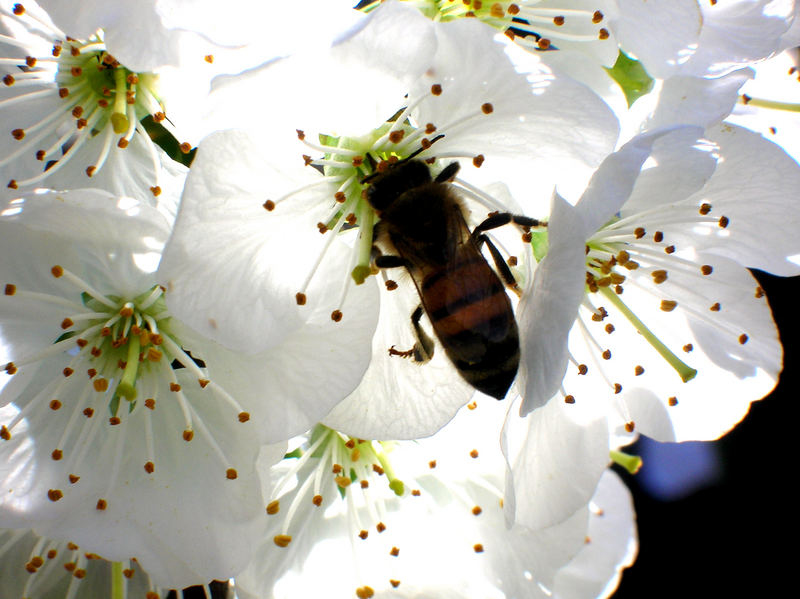 Alla ricerca di polline