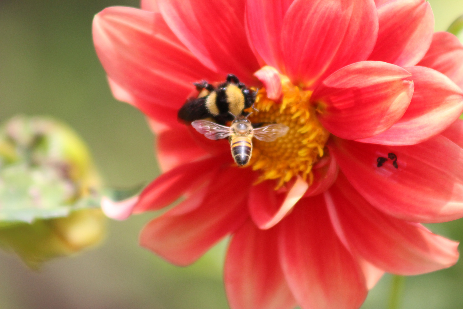 alla ricerca di un fiore