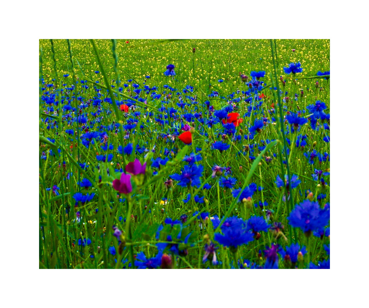 Alla ricerca di un fiore quasi perduto.