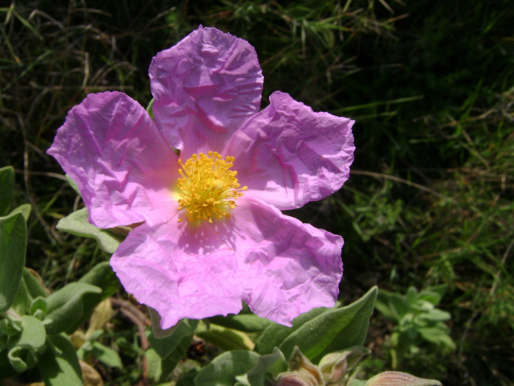 Allá va el olor de la flor. Cógela en tu sinrazón.