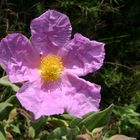 Allá va el olor de la flor. Cógela en tu sinrazón.