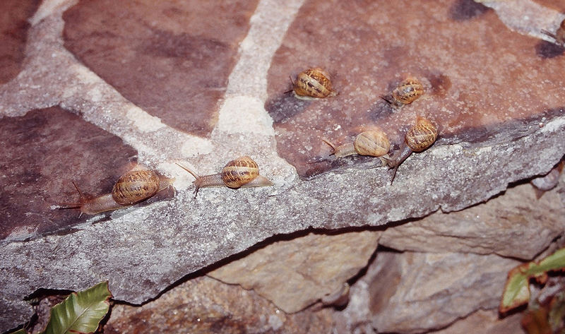 allabendliche Schneckeninvasion