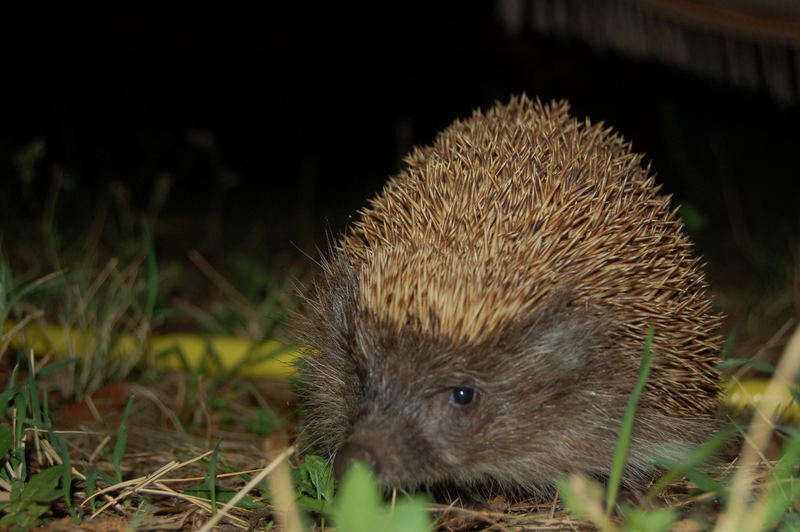 Allabendlicher Besuch am Zelt!