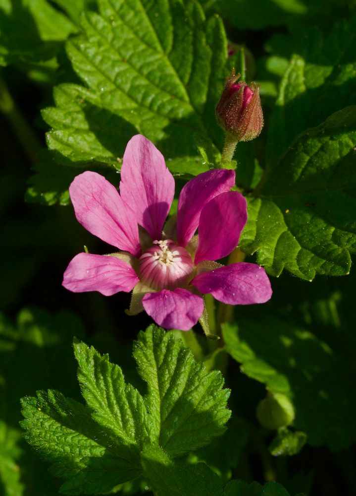 Allackerbeere aus dem hohen Norden