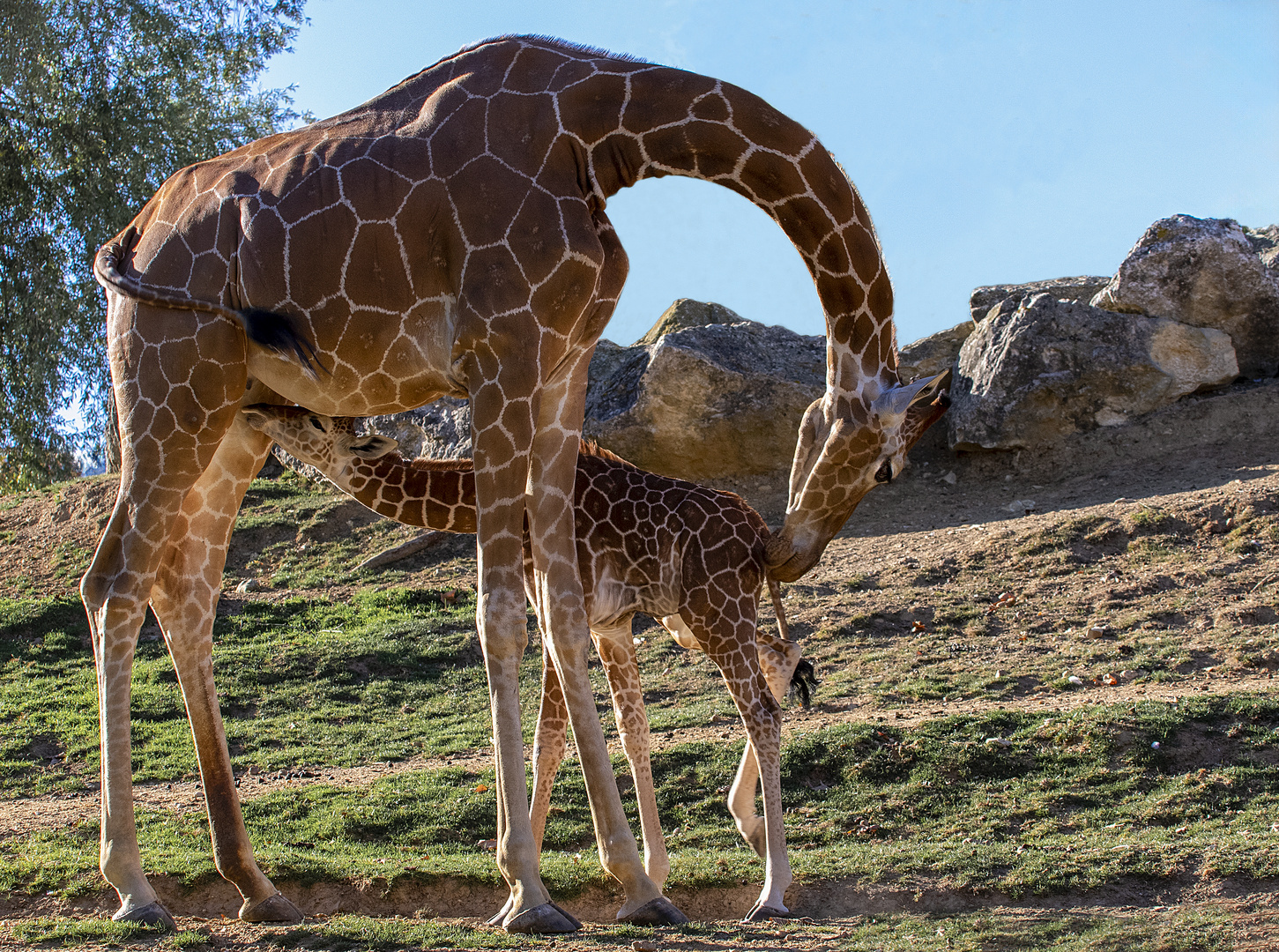 Allaitement (Giraffa reticulata, girafe réticulée)