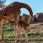 Allaitement (Giraffa reticulata, girafe réticulée)