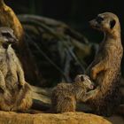 Allaitement (Suricata suricatta, suricate)