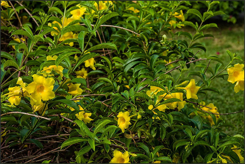 Allamanda