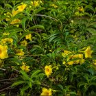 Allamanda