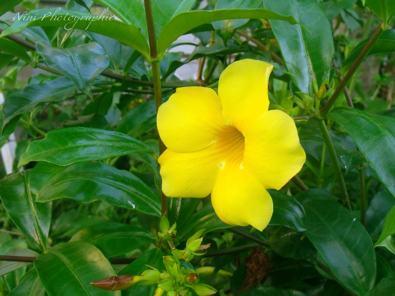 Allamanda cathartica