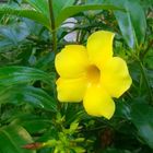 Allamanda cathartica