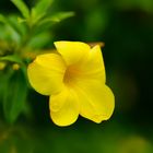 Allamanda cathartica