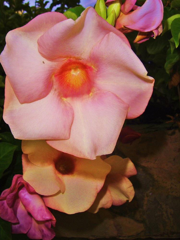 "ALLAMANDA - HIBRIDA"