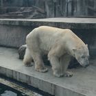 Allatkert / Tiergarten Budapest EISBÄR