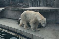 Allatkert / Tiergarten Budapest EISBÄR