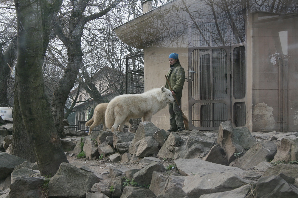 Allatkert / Tiergarten Budapest Tundra-Wolf