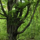 allbeherrschender Baum