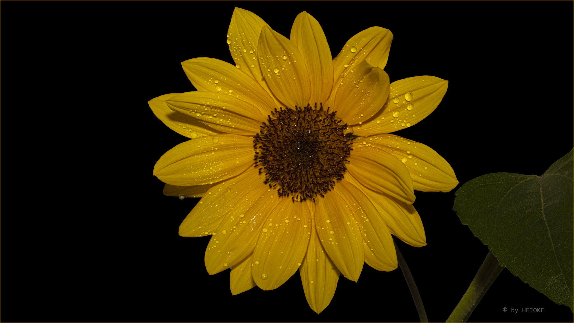 Alle 4 Sonnenblumenblüten von der gleichen Blüte an unterschiedlichen Tagen aufgenommen