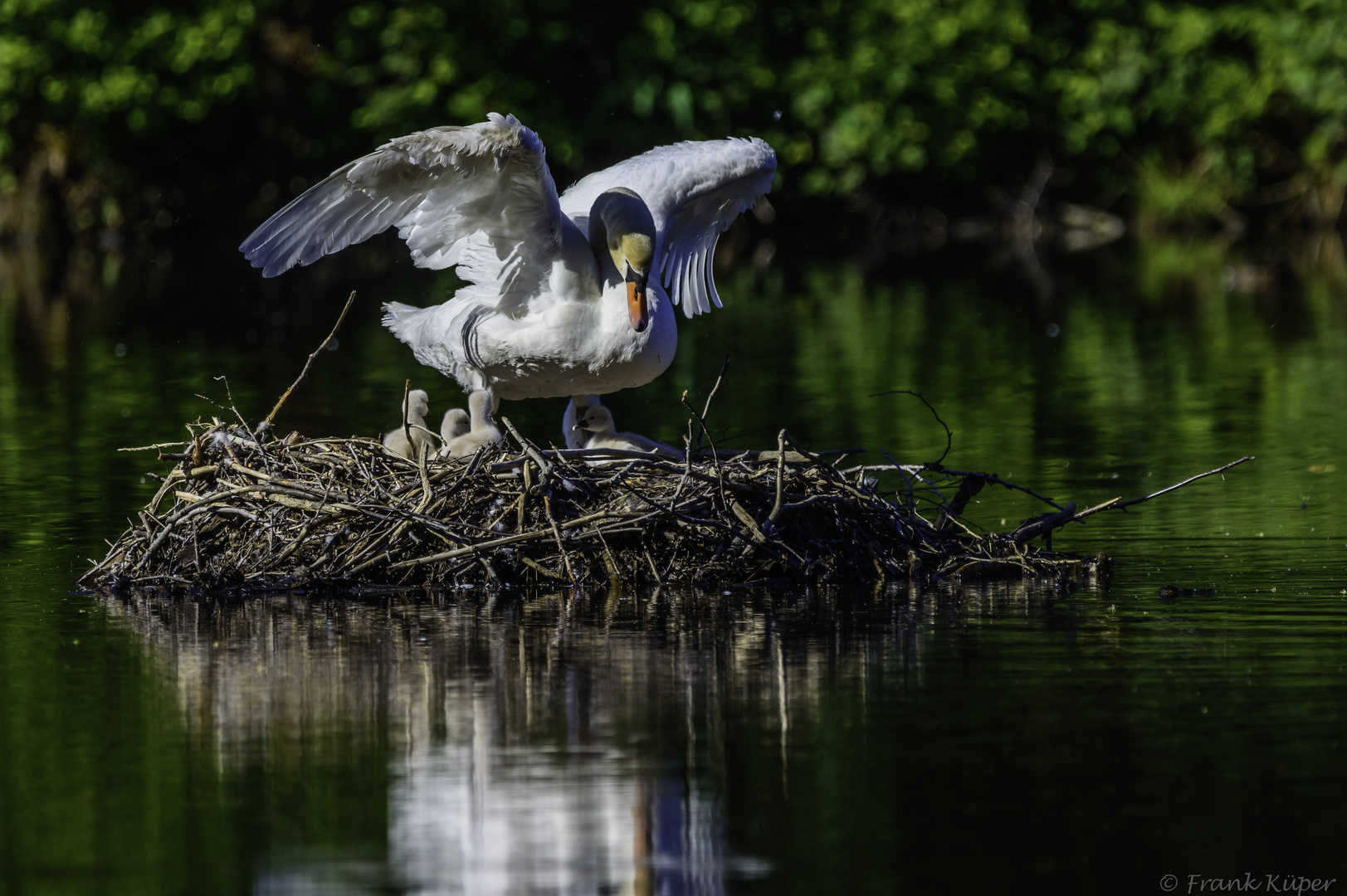 alle an Deck? Foto & Bild | tiere, wildlife, wild lebende vögel Bilder