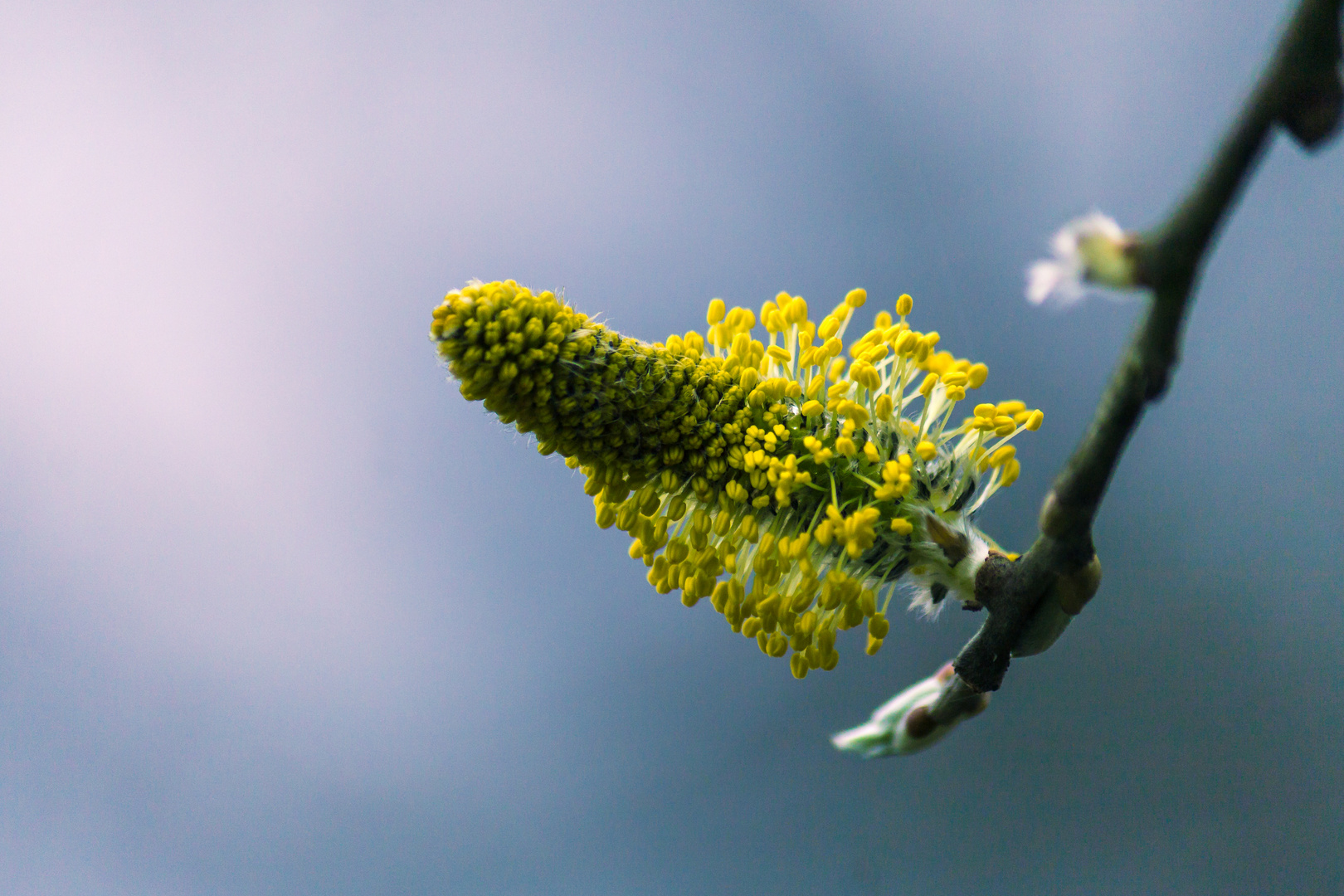 Alle aufstehen es ist Frühling!